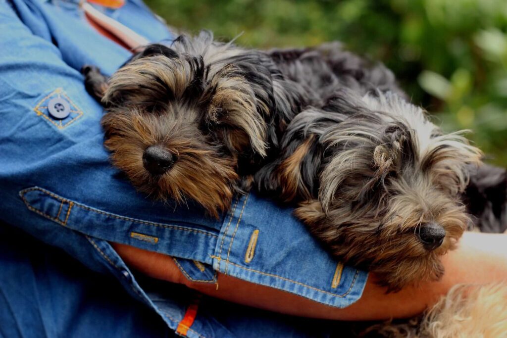 Teacup Yorkie puppies for sale near me