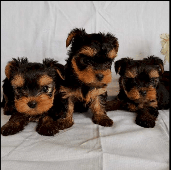 teacup yorkie for sale