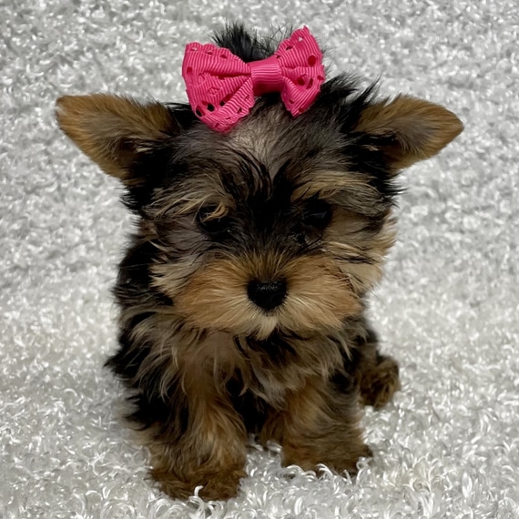 Yorkie for sale near me