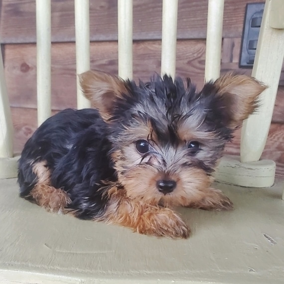 Yorkie for sale