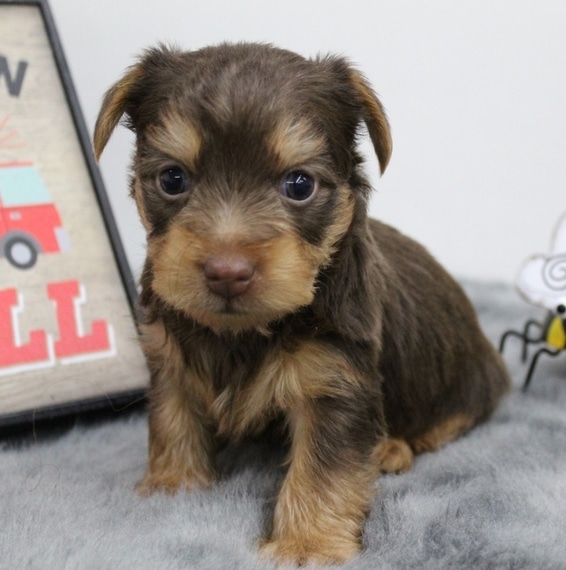 Yorkie poo for sale