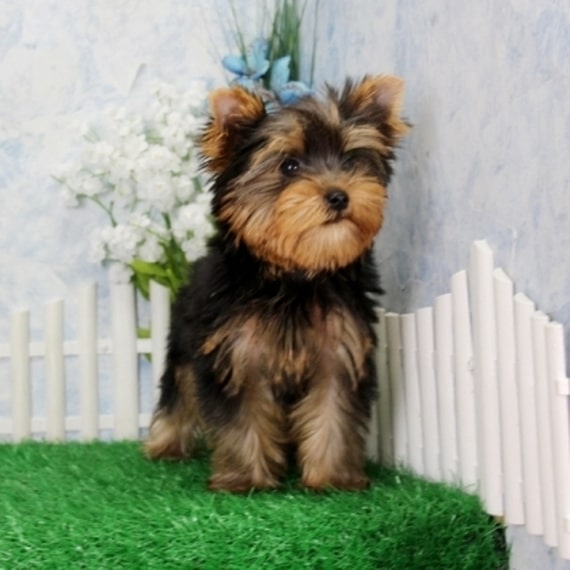 Yorkie puppies for sale near me