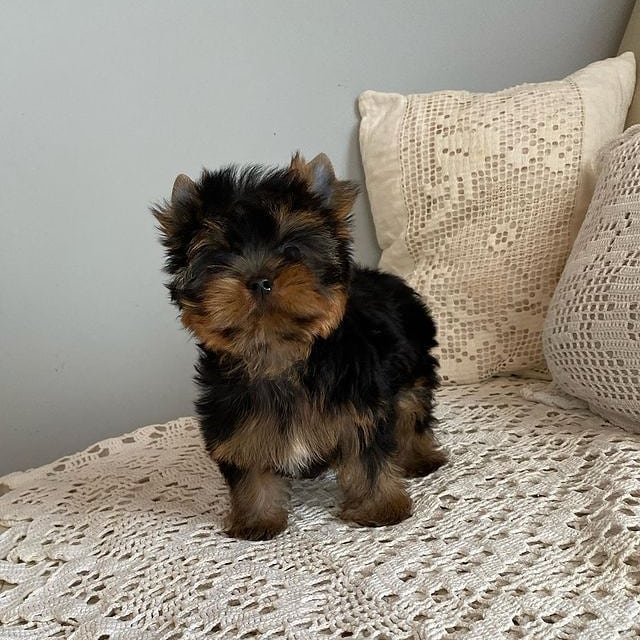 yorkie puppies for sale