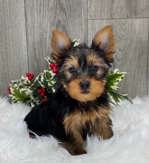 Yorkie puppy for sale