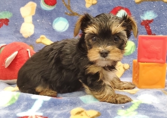 yorkie teacup for sale