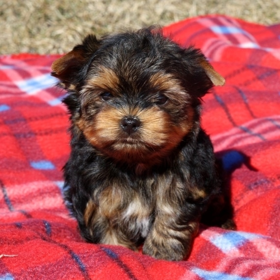 Yorkies Puppy for sale