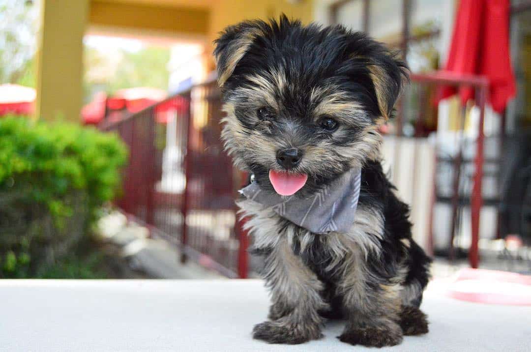 Teacup Yorkie puppies for sale near me