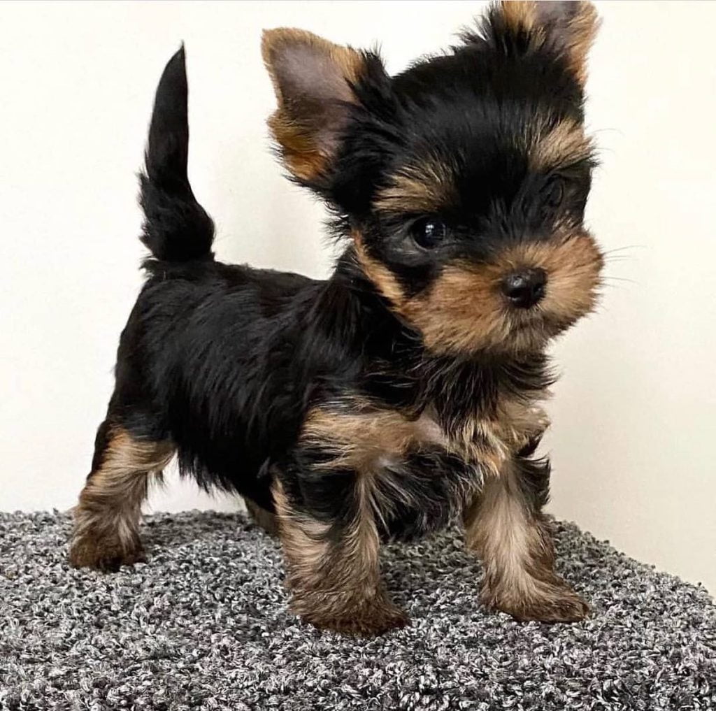 Teacup Yorkie puppies for sale near me