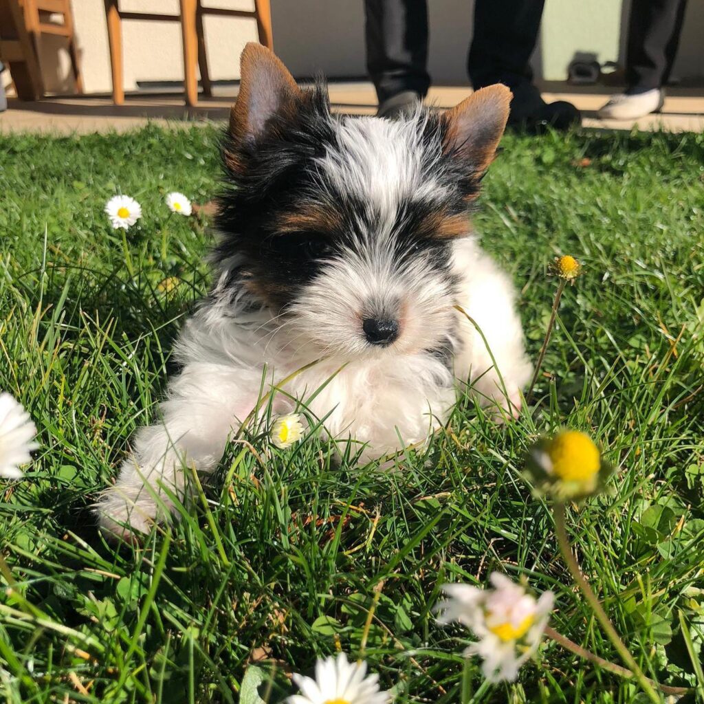 Teacup Yorkie puppies for sale near me