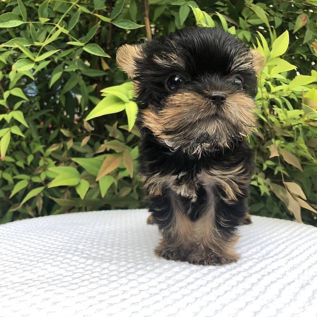 Teacup Yorkie puppies for sale near me