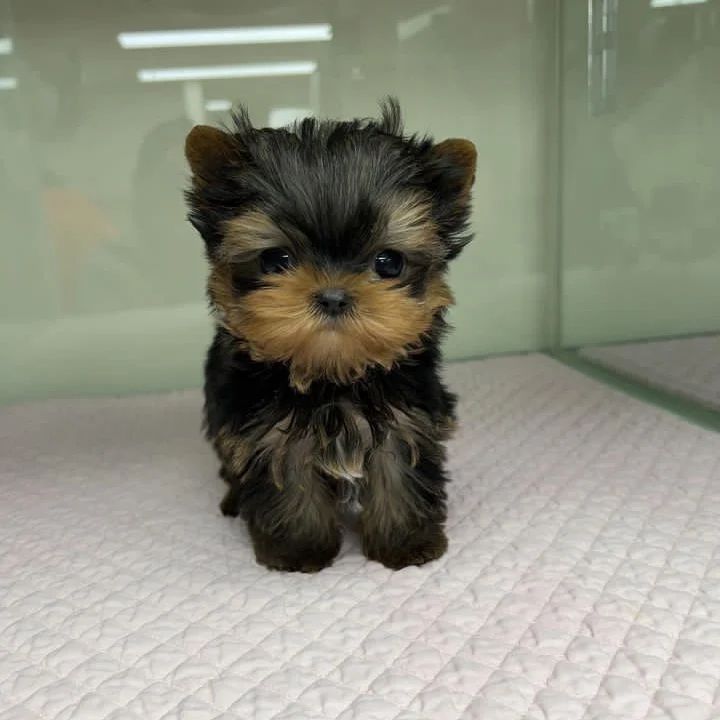 Teacup Yorkie puppies for sale near me