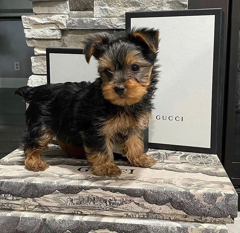 Teacup Yorkie puppies for sale near me