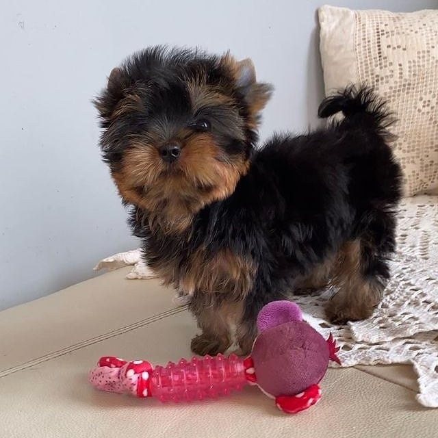 Teacup Yorkie puppies for sale near me