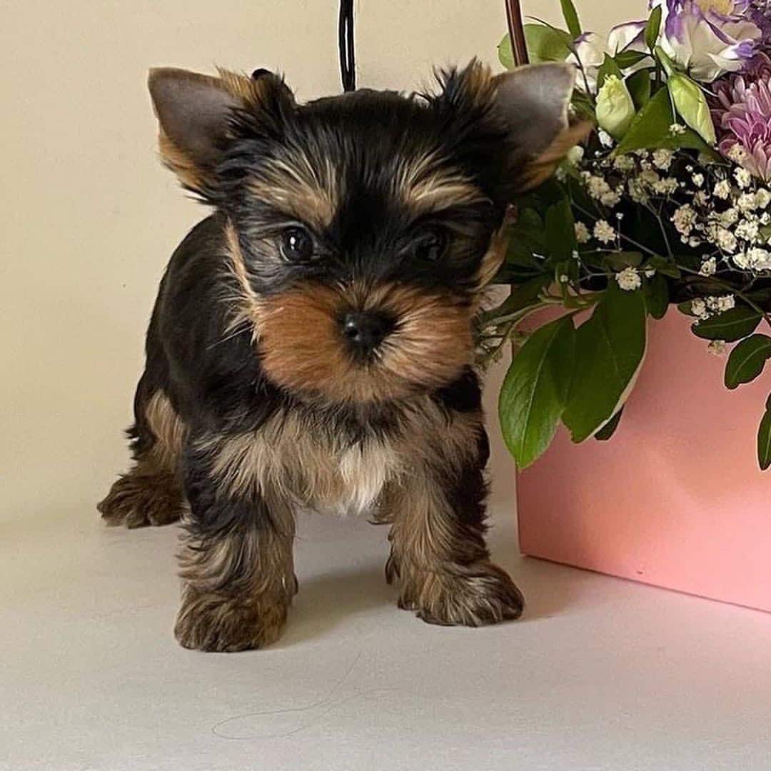 Teacup Yorkie puppies for sale near me