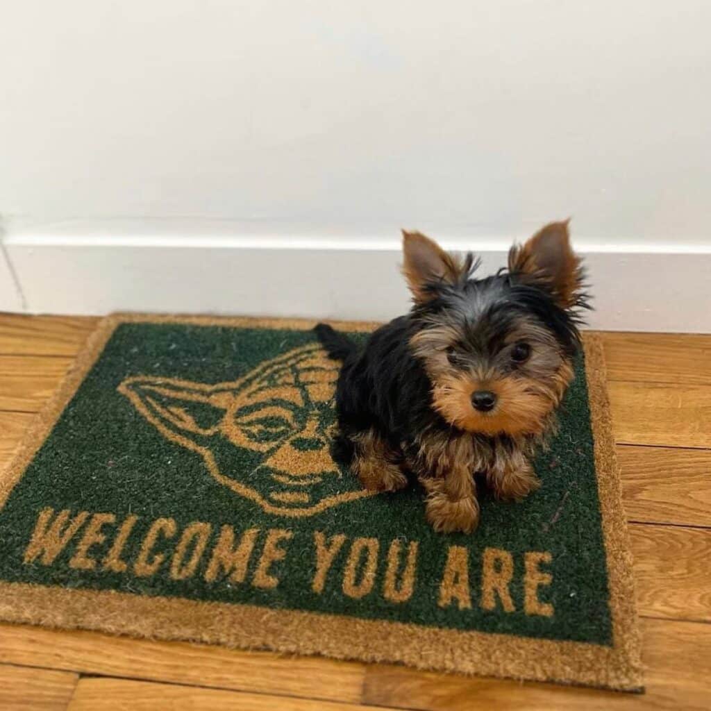 Teacup Yorkie puppies for sale near me